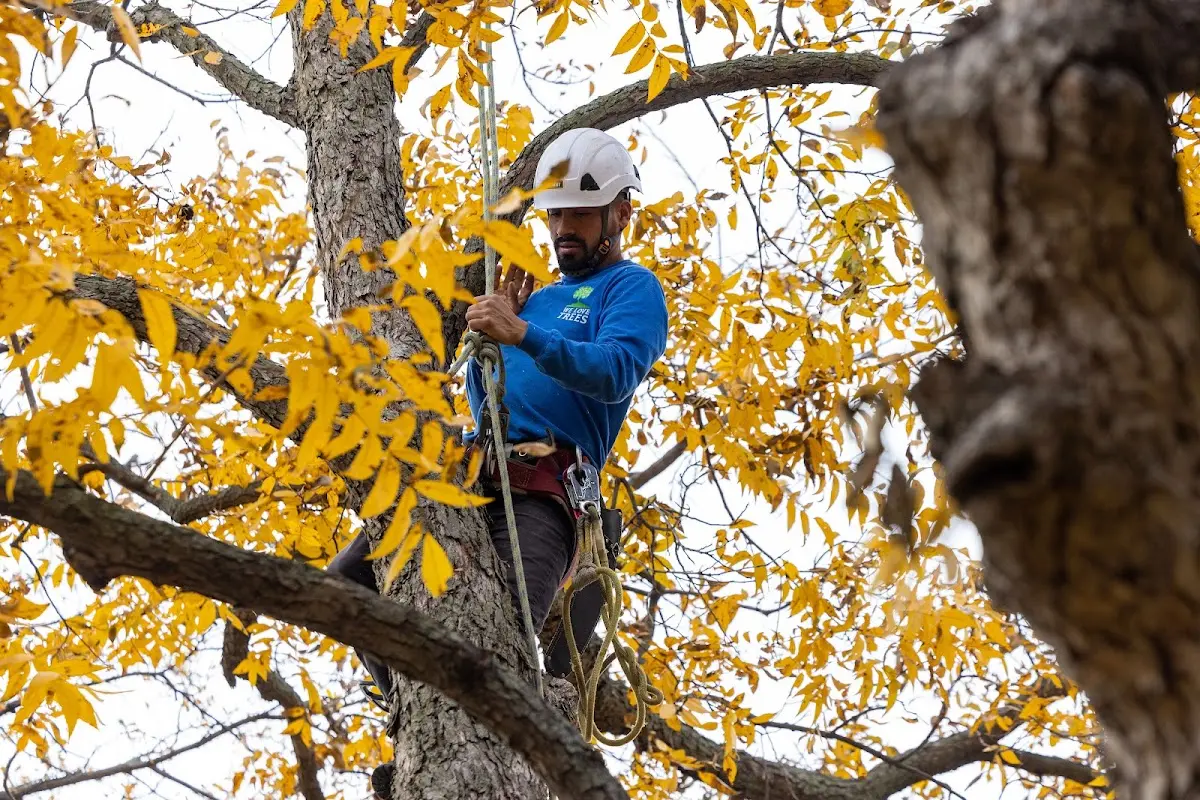 Skilled Tree Trimming crew working in Hallsville